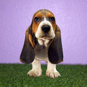 Basset Hound
