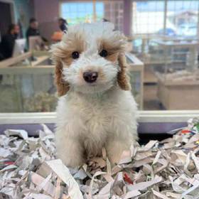2nd Gen Mini Goldendoodle