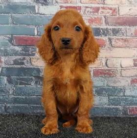 Cavapoo