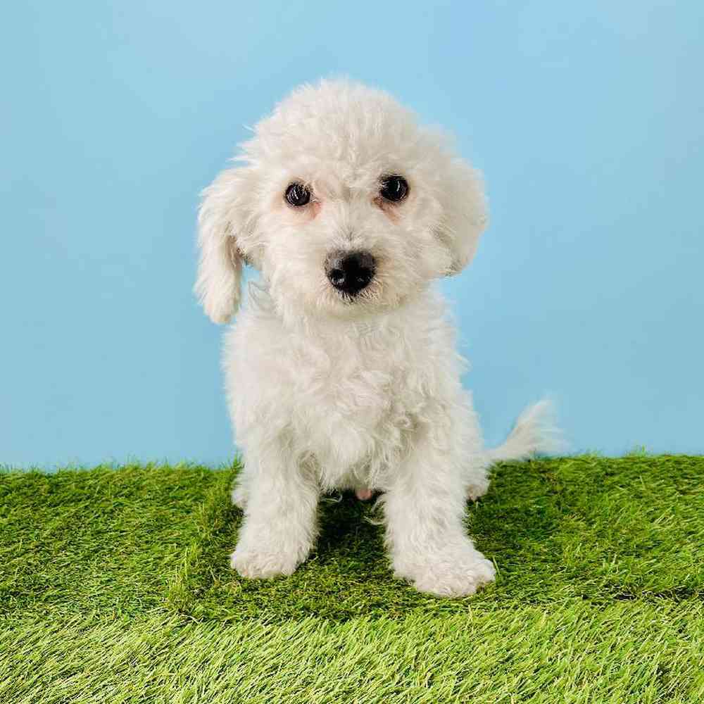 pet breed image