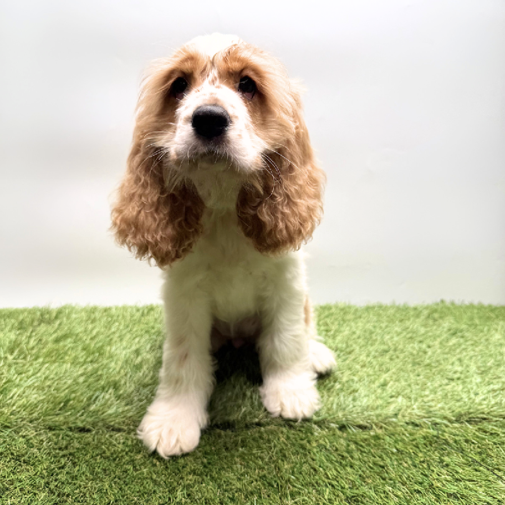 pet breed image