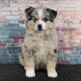 Pomsky