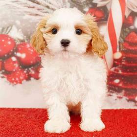 Cavapoo