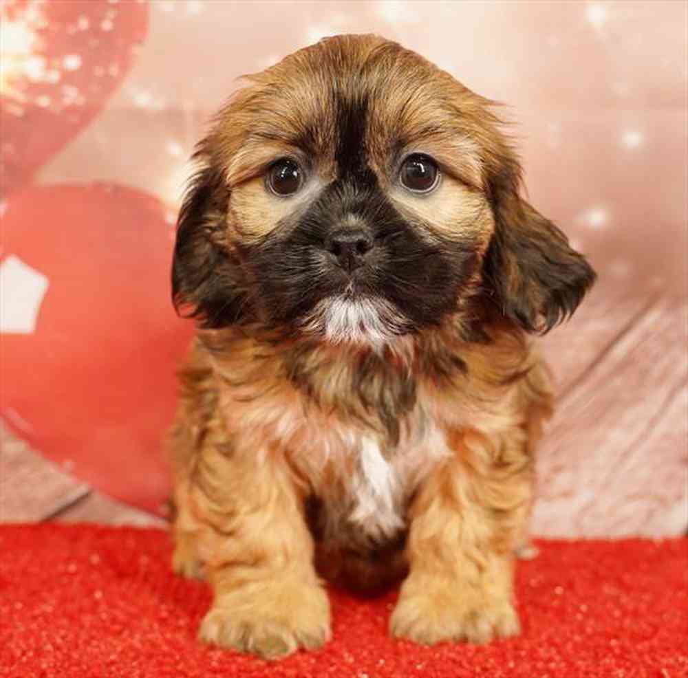 Image of a pet breed in the gallery