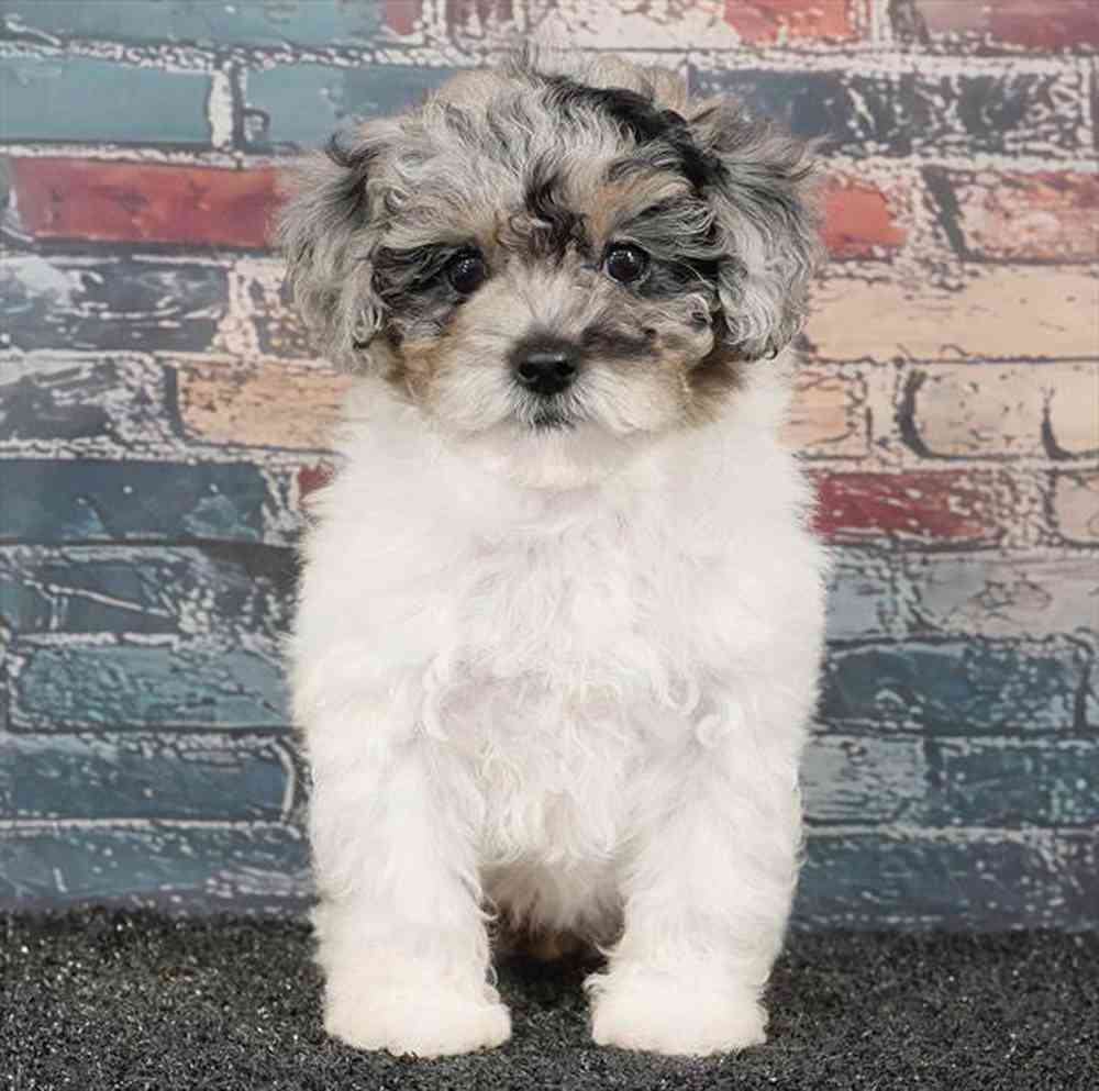 carousel pet images