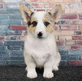 Pembroke Welsh Corgi