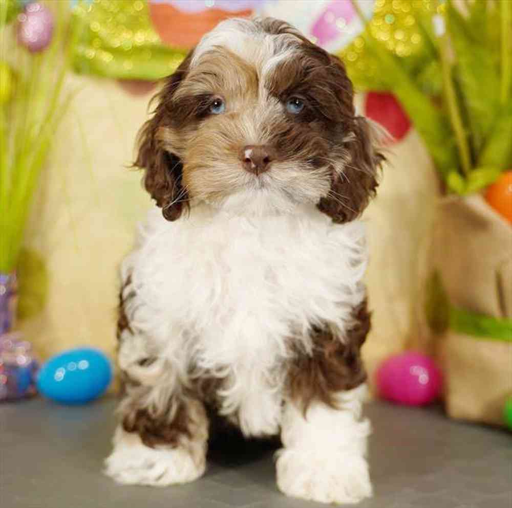 Image of a pet breed in the gallery