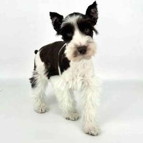 Mini Schnauzer