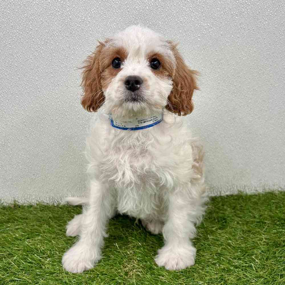 Image of a pet breed in the gallery