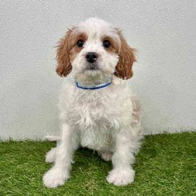 Cavapoo