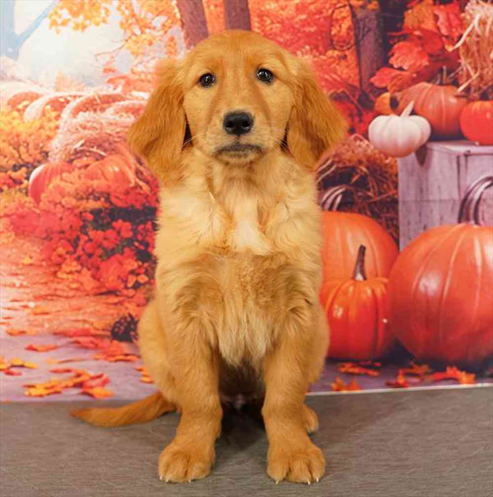 Image of a pet breed in the gallery