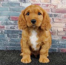 Cavalier King Charles Spaniel