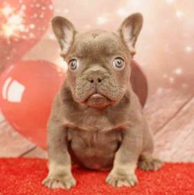 French Bulldog