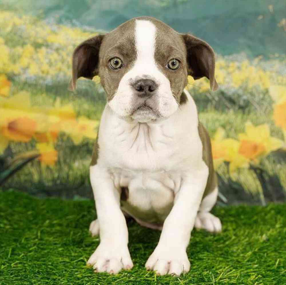 Image of a pet breed in the gallery
