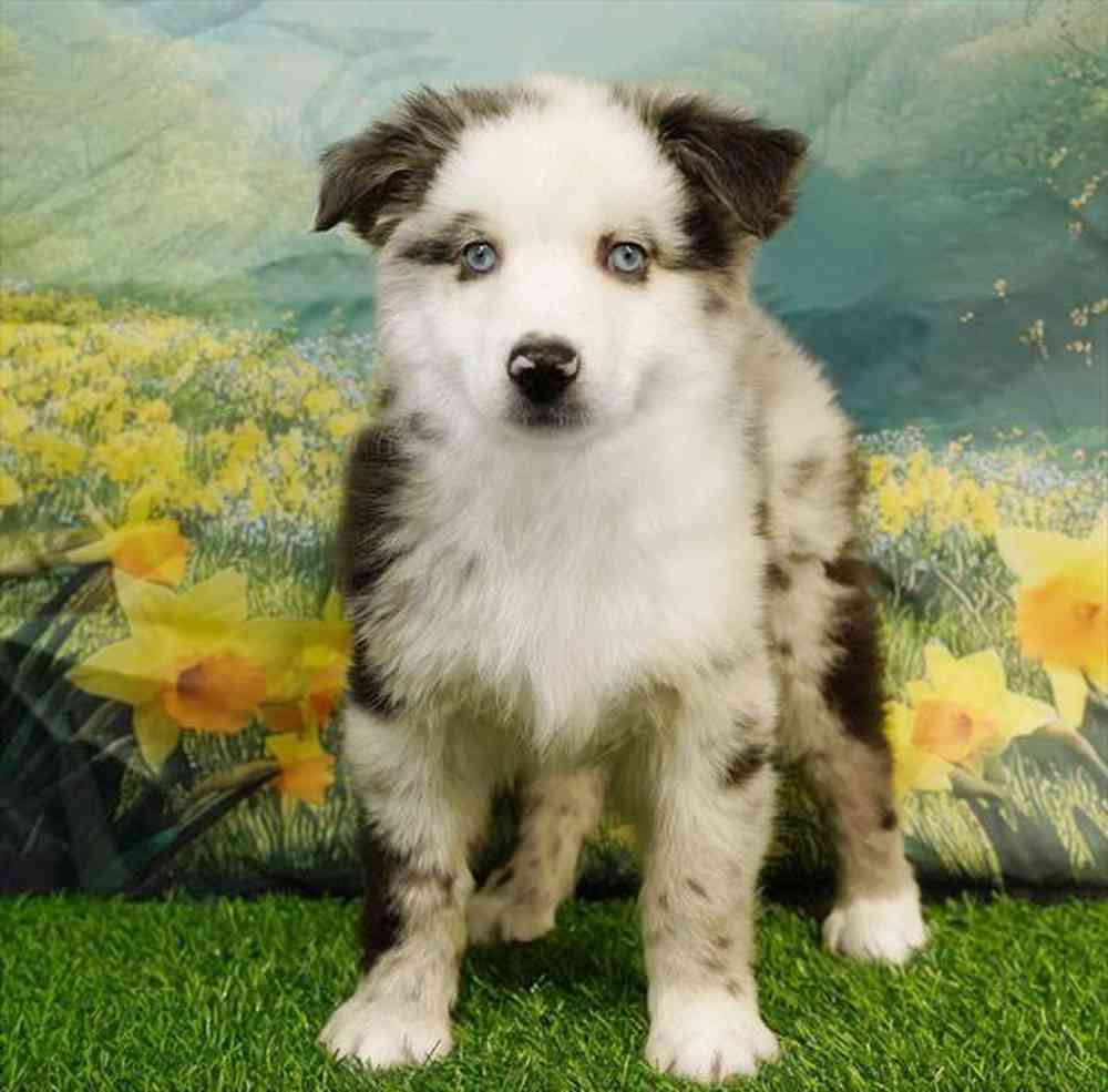 Image of a pet breed in the gallery