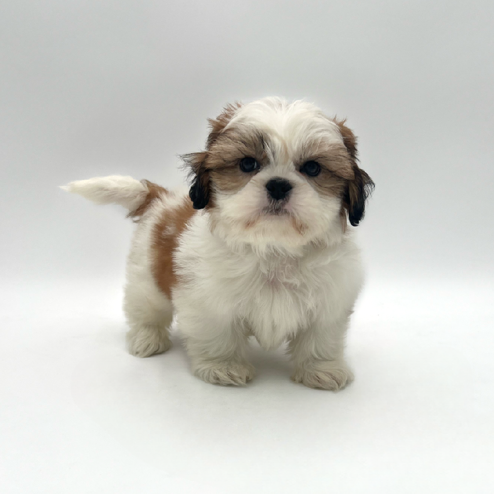 carousel pet images