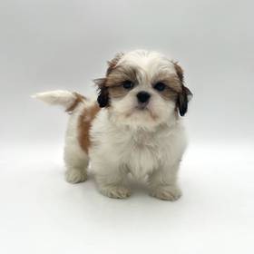 Shih Tzu