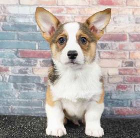 Pembroke Welsh Corgi