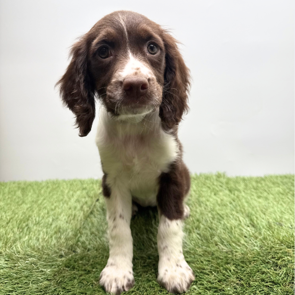 pet breed image