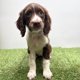 English Springer Spaniel