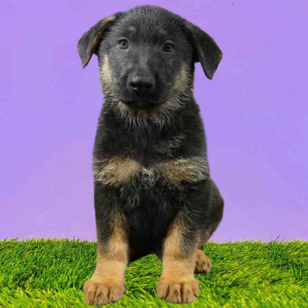 Male German Shepherd Puppy for Sale in Puyallup, WA