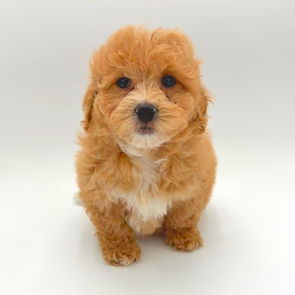 Image of a pet breed in the gallery