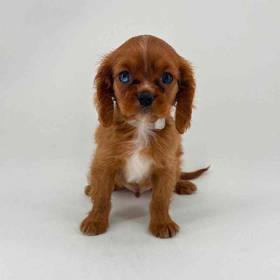 Cavalier King Charles Spaniel