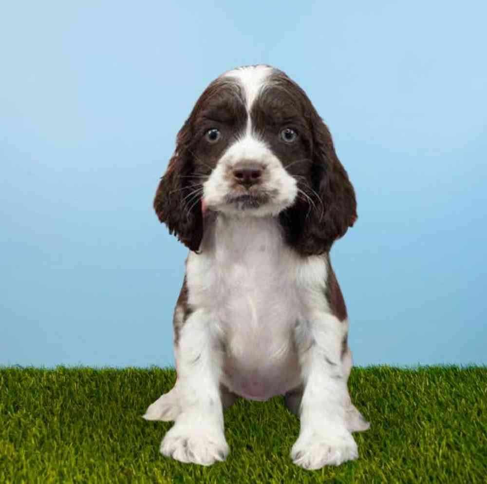 carousel pet images