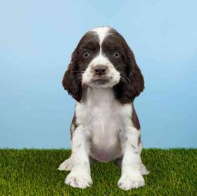 Cocker Spaniel