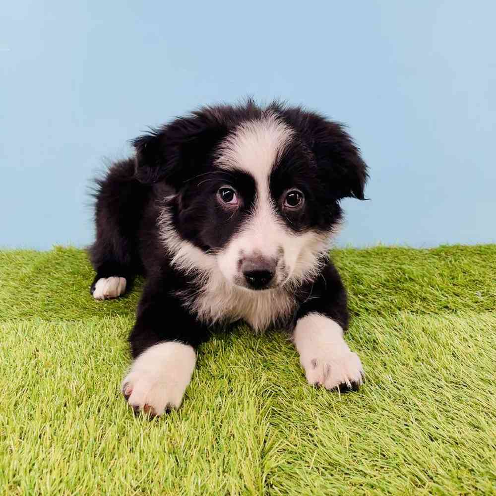 pet breed image