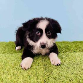 Mini Australian Shepherd