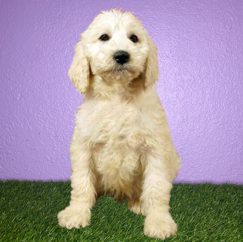 Male 2nd Gen Standard Goldendoodle Puppy for Sale in New Braunfels, TX