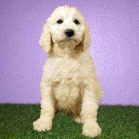 2nd Gen Standard Goldendoodle