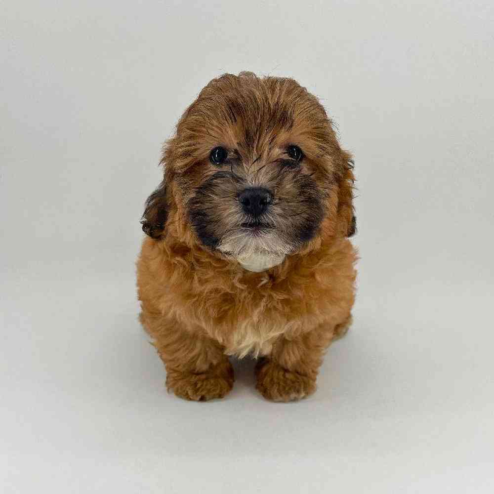 Image of a pet breed in the gallery