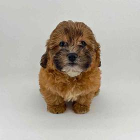 Lhasa-Poo