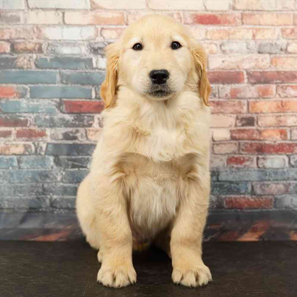 Image of a pet breed in the gallery