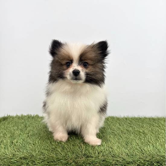 Pomeranian