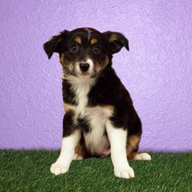 Mini Australian Shepherd