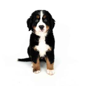 Bernese Mountain Dog