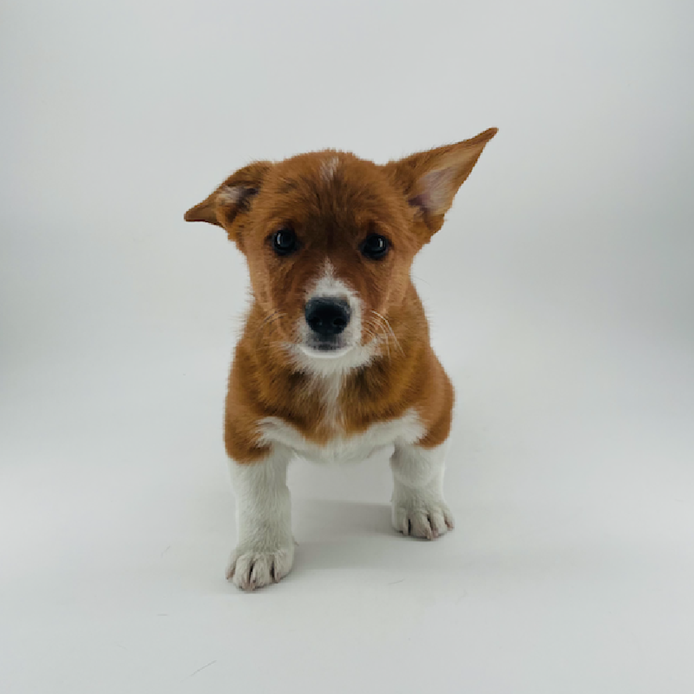 Image of a pet breed in the gallery