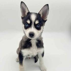 Alaskan Klee Kai