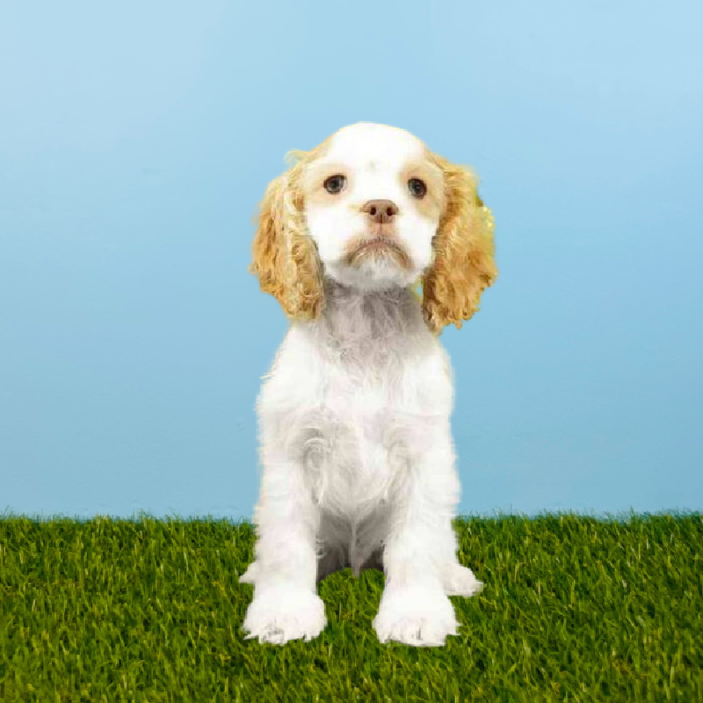 Male Cocker Spaniel Puppy for Sale in Pasadena, TX