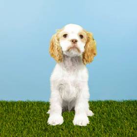 Cocker Spaniel