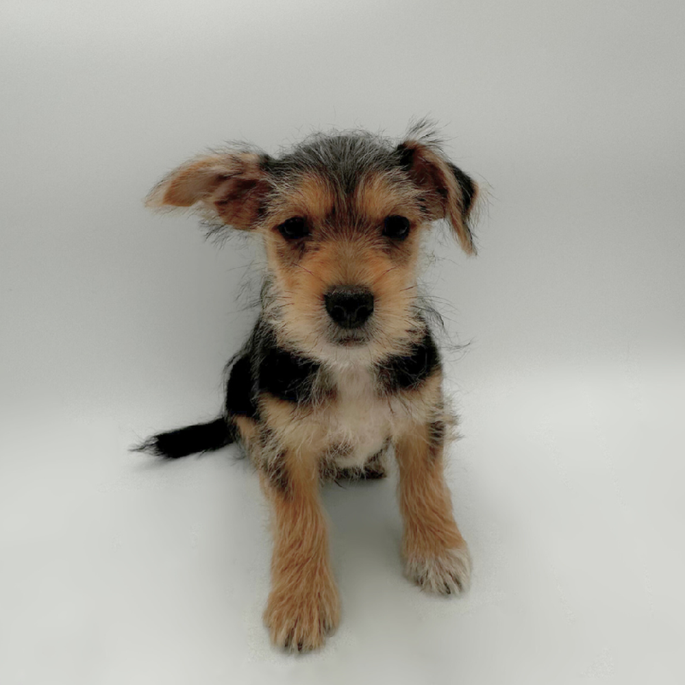 Image of a pet breed in the gallery