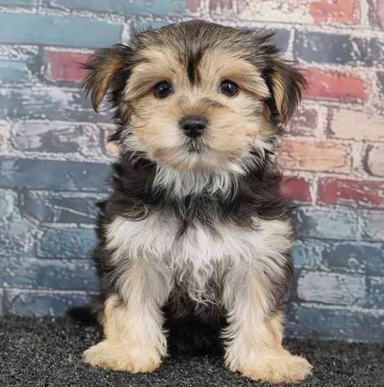 Morkie