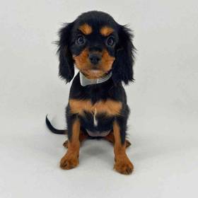 Cavapoo