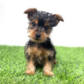 Yorkie