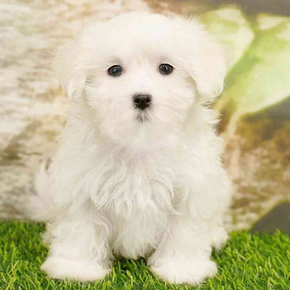 Image of a pet breed in the gallery