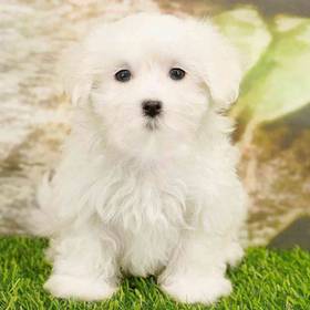 Maltese