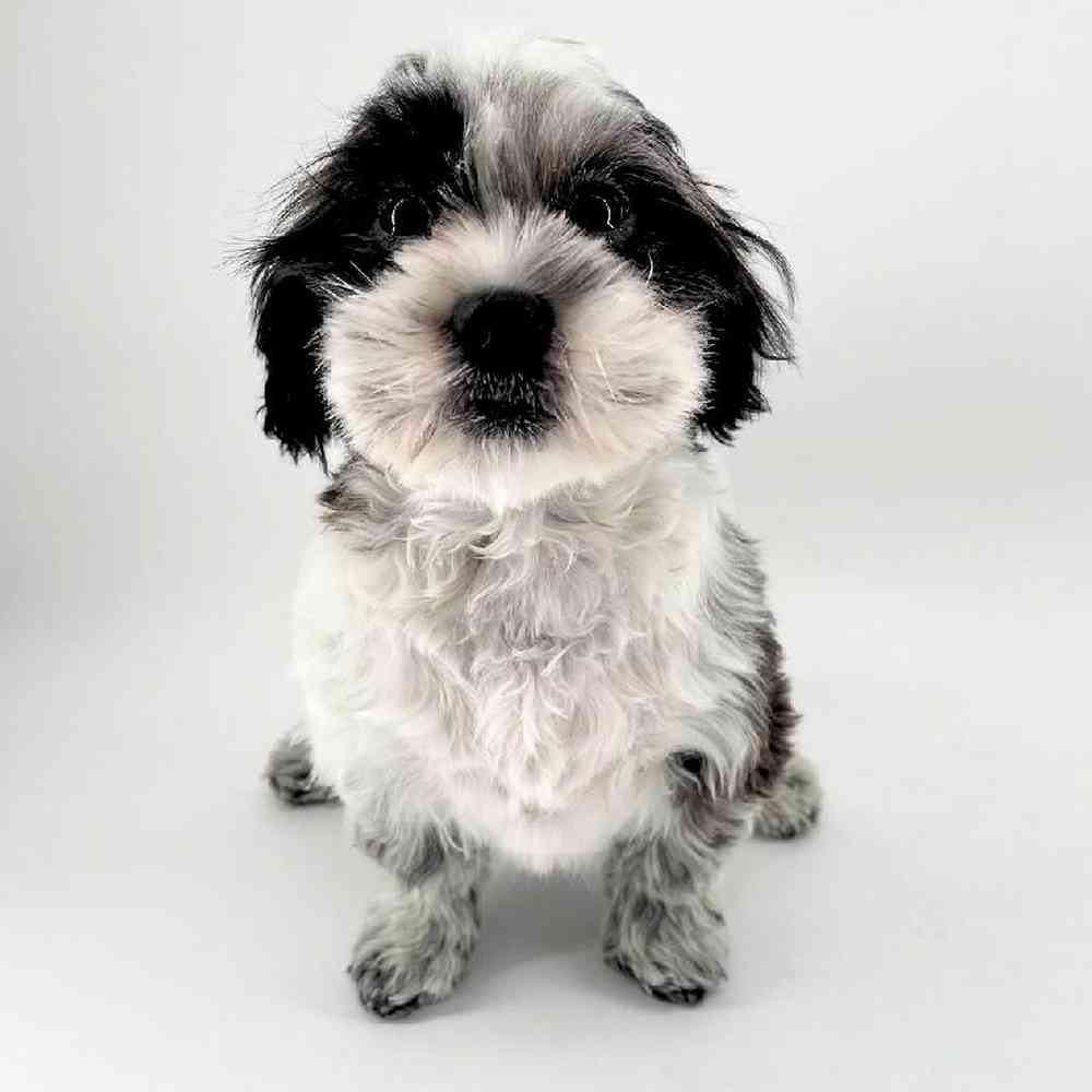 pet breed image